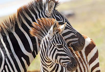 Fototapeta Zebra a mláďa 1563